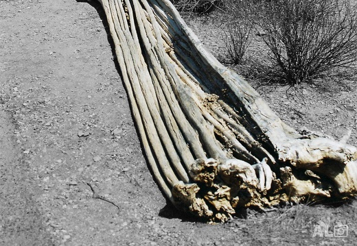 Death in Desert