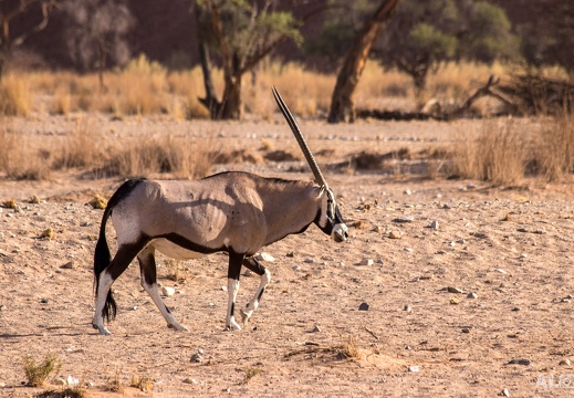 Oryx