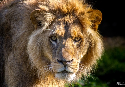 Tiere