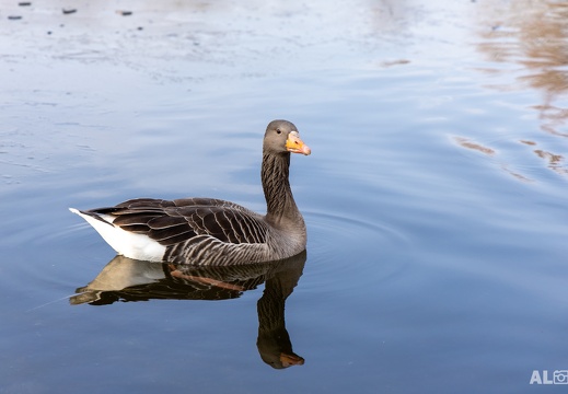 Gans